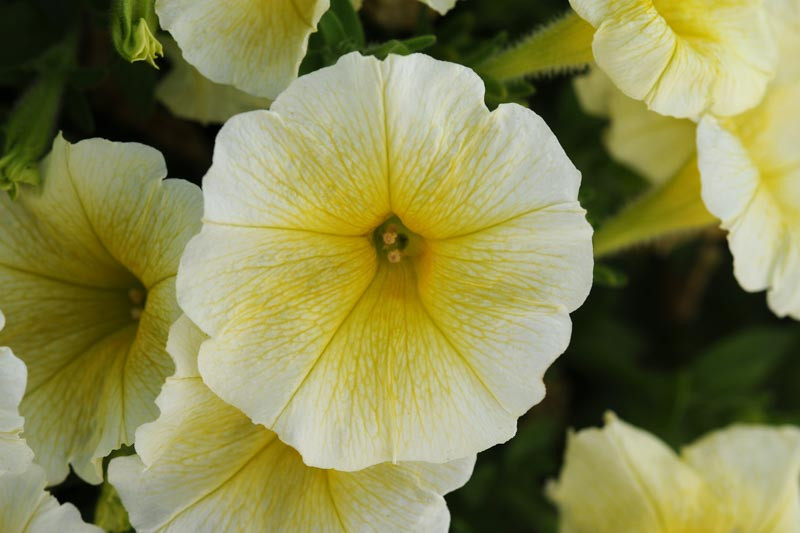 Petunia 'Easy Wave Yellow'